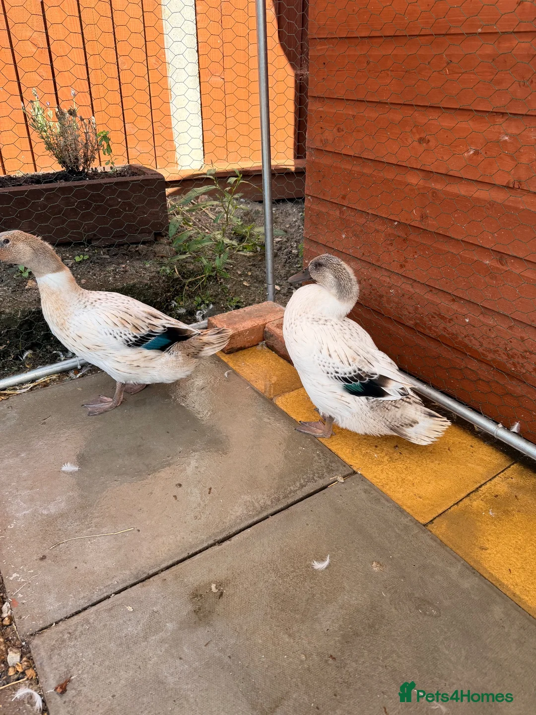 Waterfowl poultry for sale: Welsh Harlequin Ducks  - Advert 4