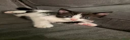 Mixed Breed cats for sale: Beautiful kittens🤍✨ - Advert 8