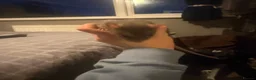 Rat rodents for sale: 3 female Rats - Advert 8