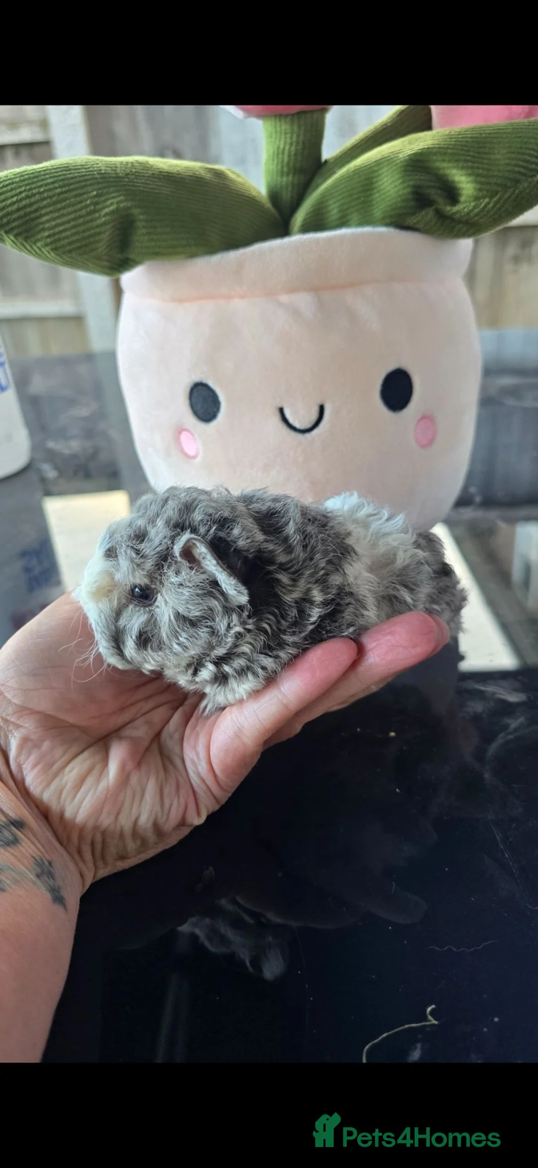 Guinea Pig rodents for sale: Lunkarya  guineapigs in Mansfield - Advert 1