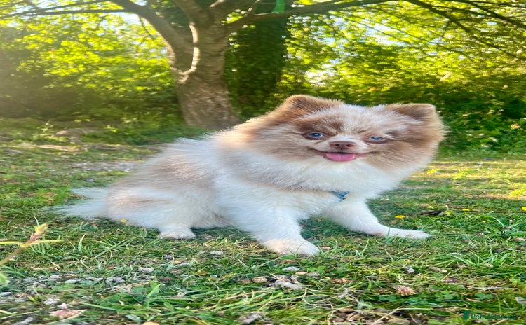 Pomeranian dogs - Advert 8