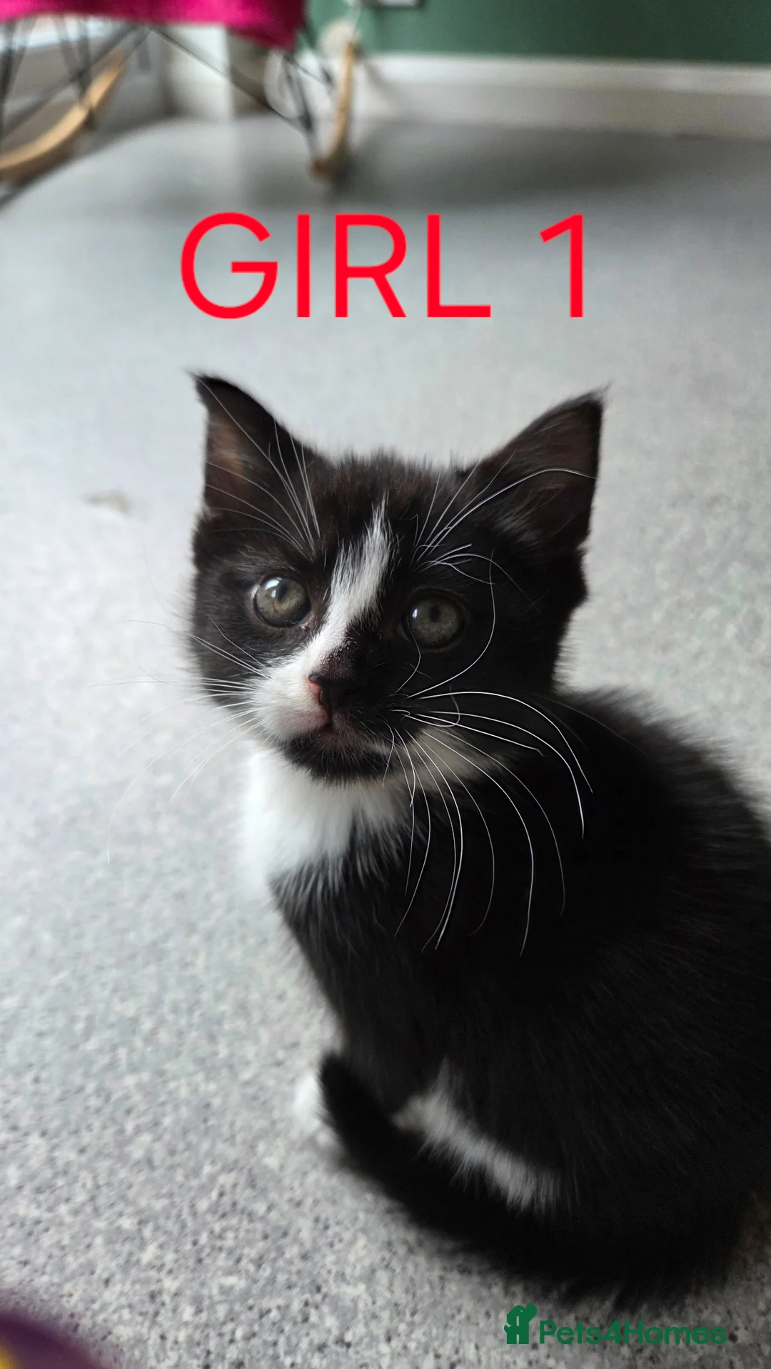 Mixed Breed cats for sale: 2 Beautiful Black and White Female Kittens  - Advert 2