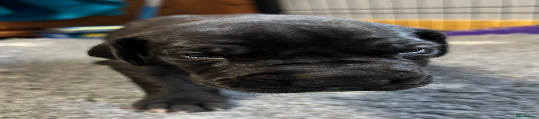 Great Dane Puppy 1