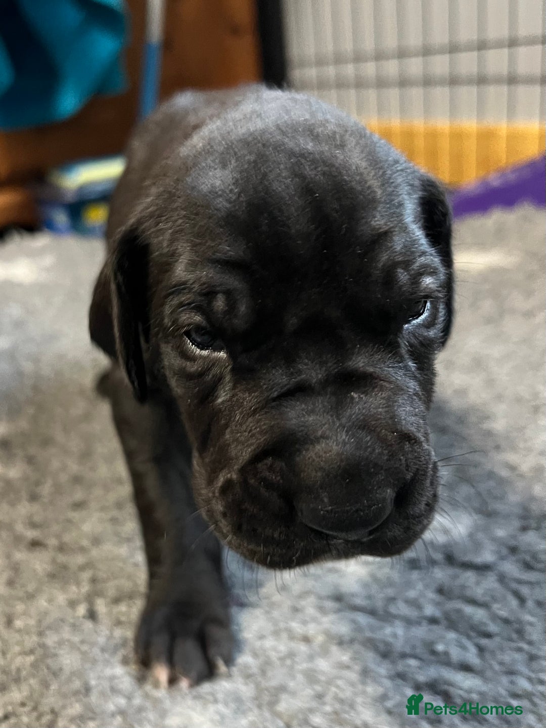 Great Dane dogs for sale: Great Dane pups our own 4th Generation  - Image 22