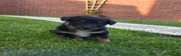 Mixed Breed dogs for sale: Gorgeous Border Collie Cross Puppies - Advert 10