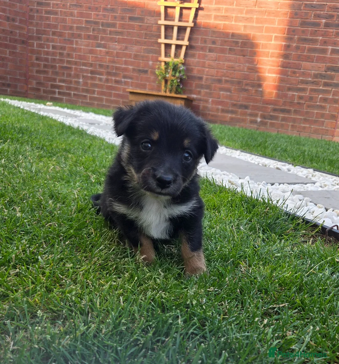 Mixed Breed dogs for sale: Gorgeous Border Collie Cross Puppies - Advert 10