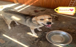 Mixed Breed dogs for adoption: 💖🐶 ROSITA 🐶💖 - Image 13
