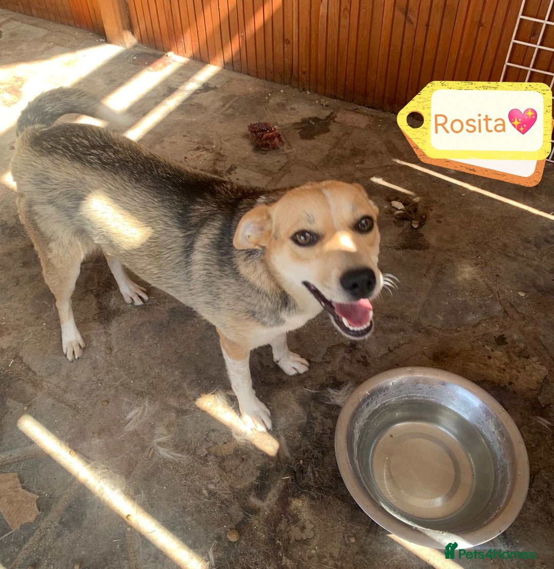 Mixed Breed dogs for adoption: 💖🐶 ROSITA 🐶💖 - Image 13