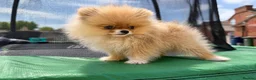 Pomeranian dogs for sale: Super Tiny Boy Orange Sable - Advert 6