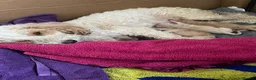 Cockapoo dogs for sale: Adorable Cockapoo’s 3 Boys and 1 Girl  - Advert 18
