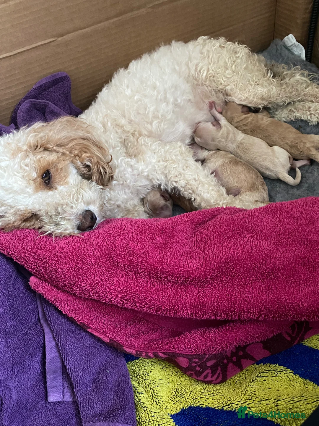 Cockapoo dogs for sale: Adorable Cockapoo’s 3 Boys and 1 Girl  - Advert 18