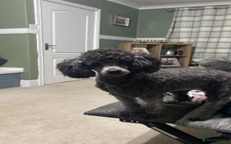 Jackapoo dogs for sale: Beautiful Jackapoos puppies - Advert 1