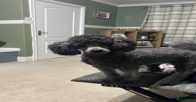 Jackapoo dogs Beautiful Jackapoos puppies - Advert 1