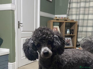 Jackapoo dogs for sale: Beautiful Jackapoos puppies - Advert 1