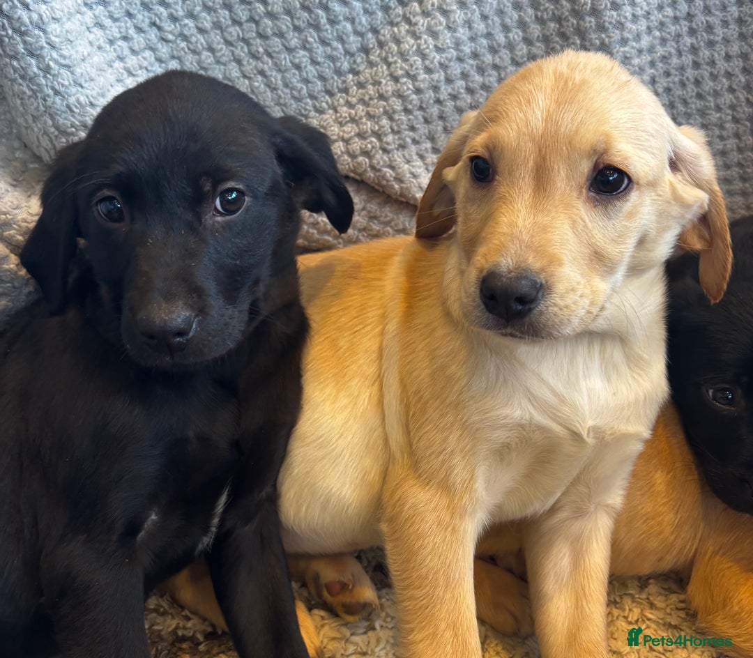 Labrador Retriever dogs for sale: Mixed Litter of Labrador Retriever Puppies - Advert 21