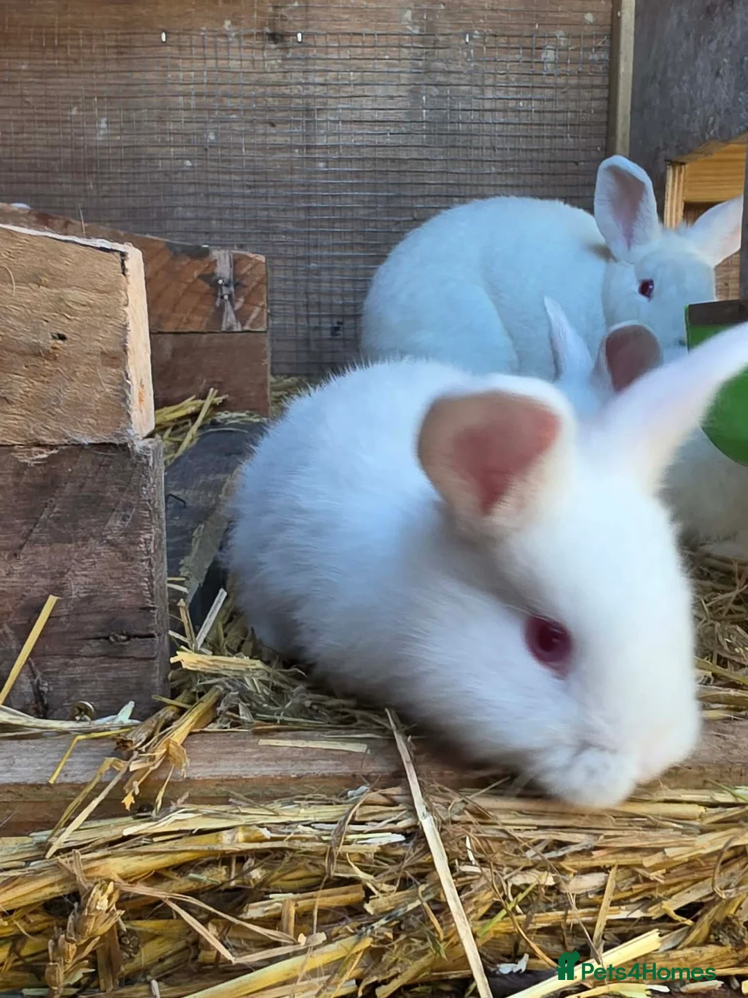 New Zealand rabbits for sale: Newzeland white rabbits  - Advert 2