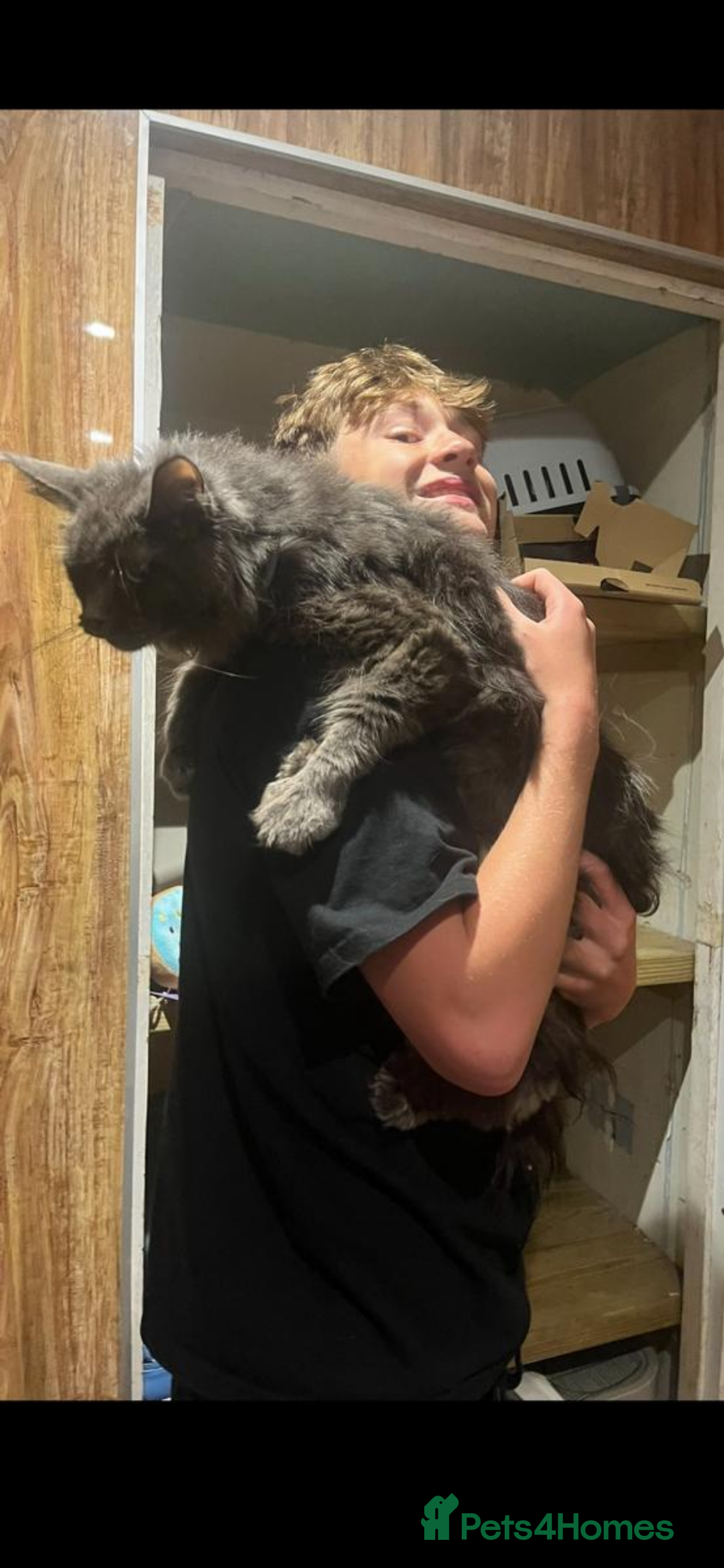 Maine Coon cats for sale: Beautiful Mainecoons blue smoke and black smoke  - Advert 2