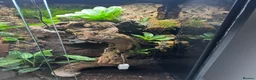 Frog reptiles for sale: Bioactive Vivarium - Advert 4