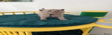 British Shorthair 2 lilac