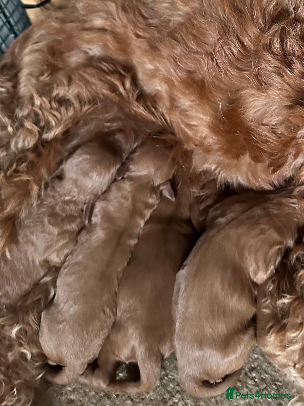 Cockapoo dogs Beautiful Cockerpoo puppies - Advert 1