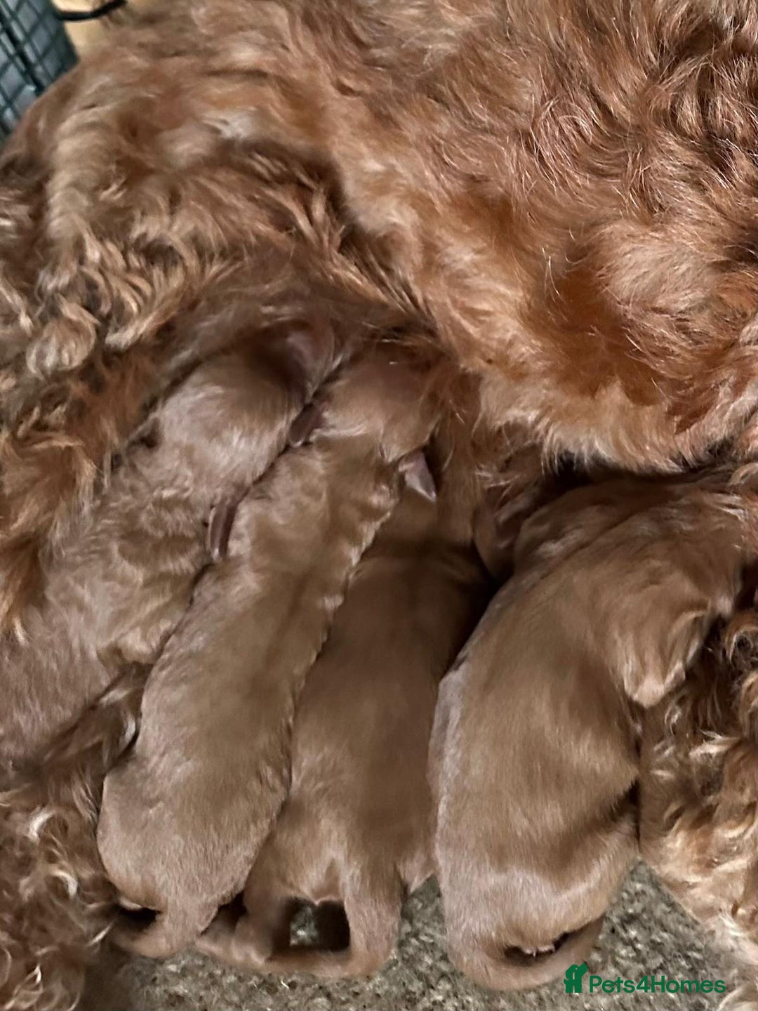 Cockapoo dogs for sale: Beautiful Cockerpoo puppies - Advert 1