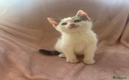 Mixed Breed cats for sale: 2 Beautiful Boys For Sale  - Image 3