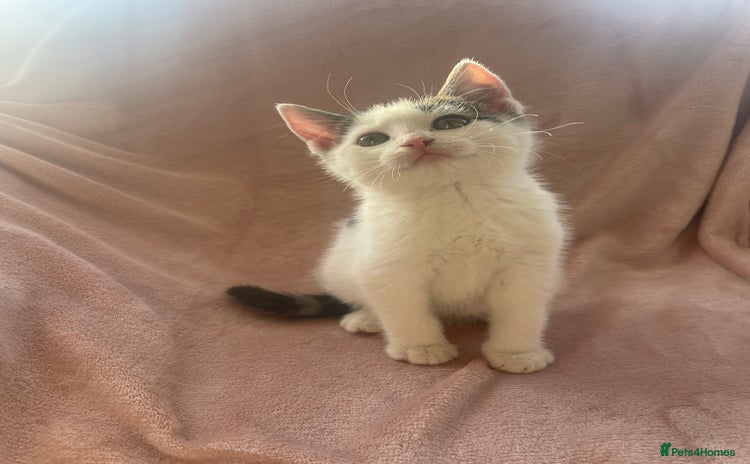 Mixed Breed cats - Advert 3