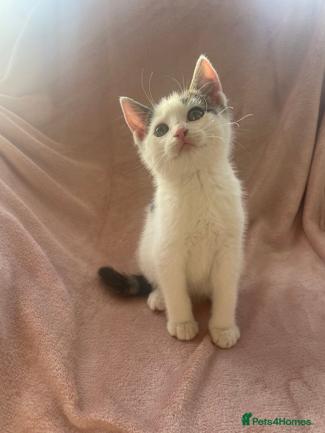 Mixed Breed cats for sale: 2 Beautiful Boys For Sale  - Image 3