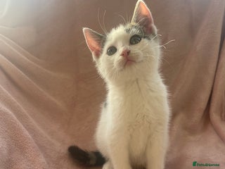 Mixed Breed cats - Advert 3