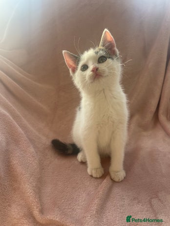 Mixed Breed cats - Advert 3