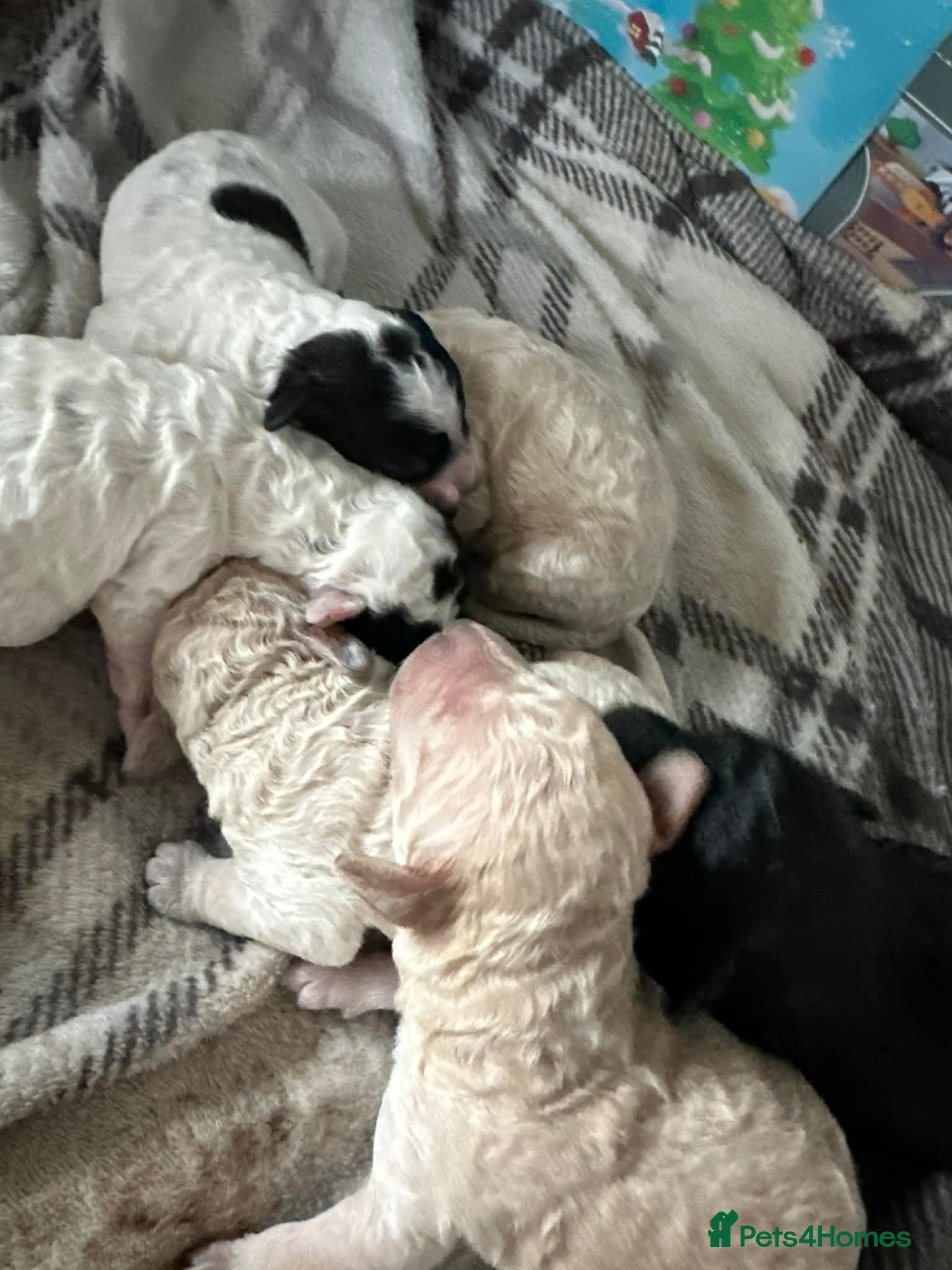 Cavapoo dogs F1b cavapoo pups extensively health tested - Advert 1