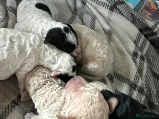 Cavapoo dogs F1b cavapoo pups extensively health tested - Advert 1