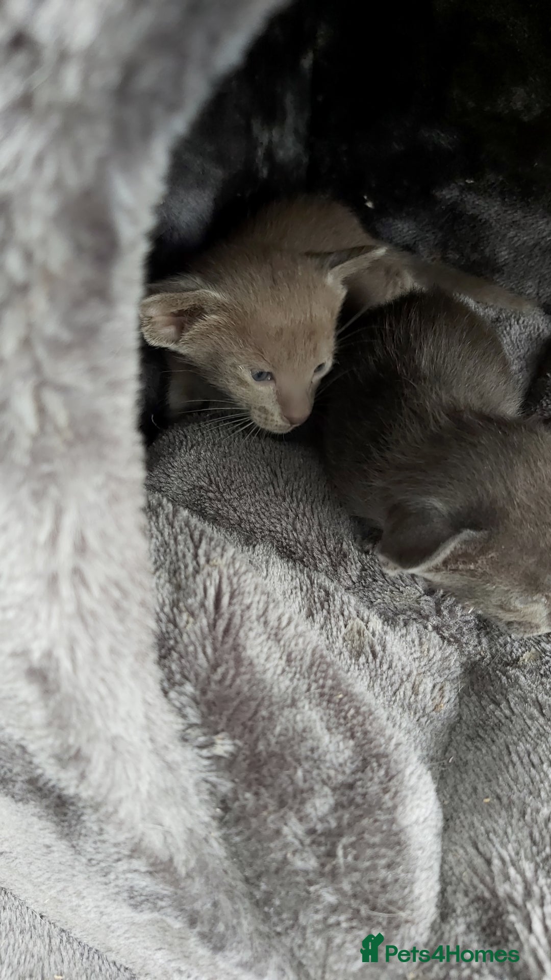 Oriental cats for sale: Full Pedigree Oriental 6 Kittens XL size ears GCCF - Image 15