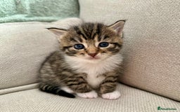 Siberian cats for sale: Five fluffy kittens  - Image 5