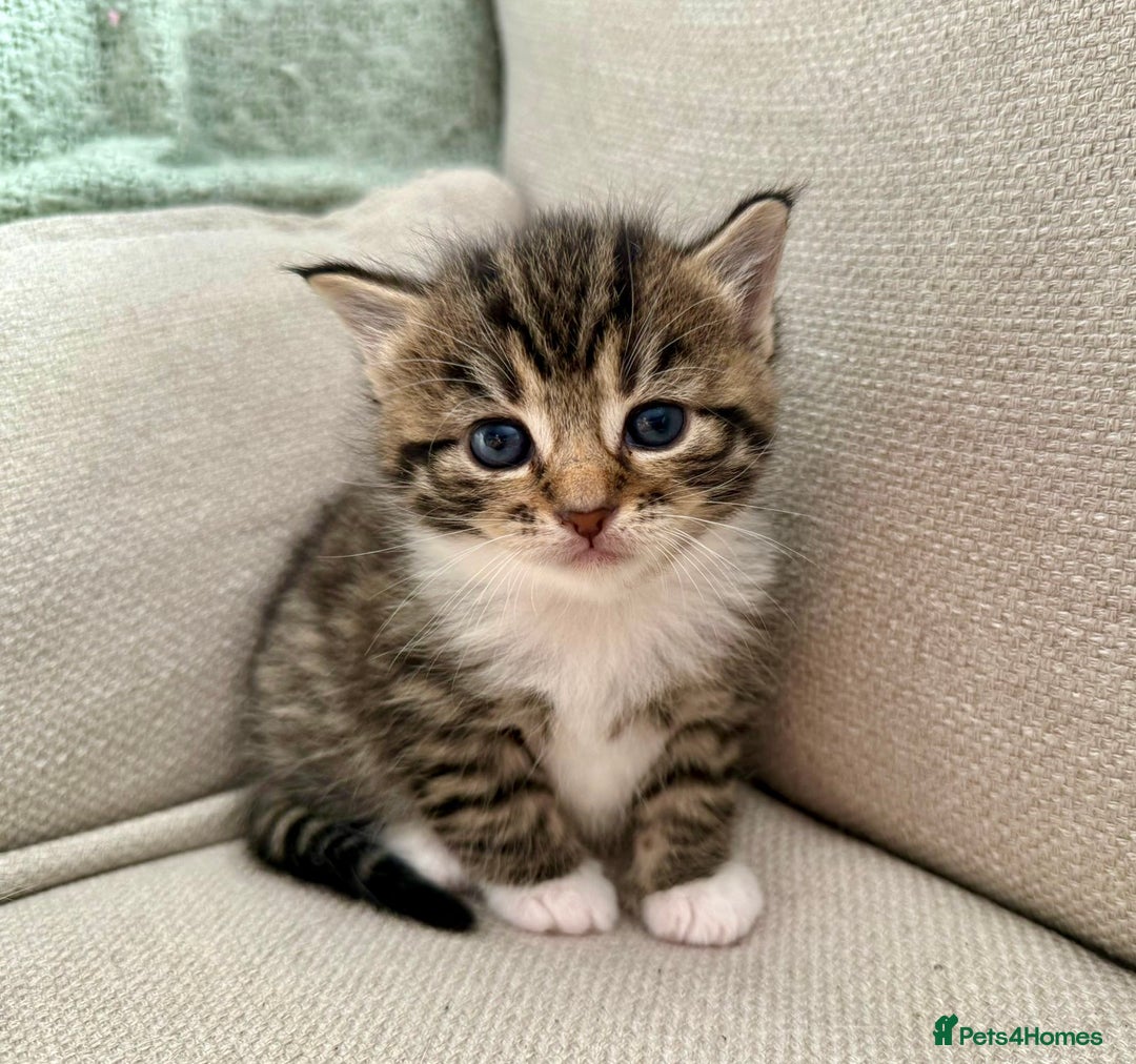 Siberian cats for sale: Five fluffy kittens  - Image 5
