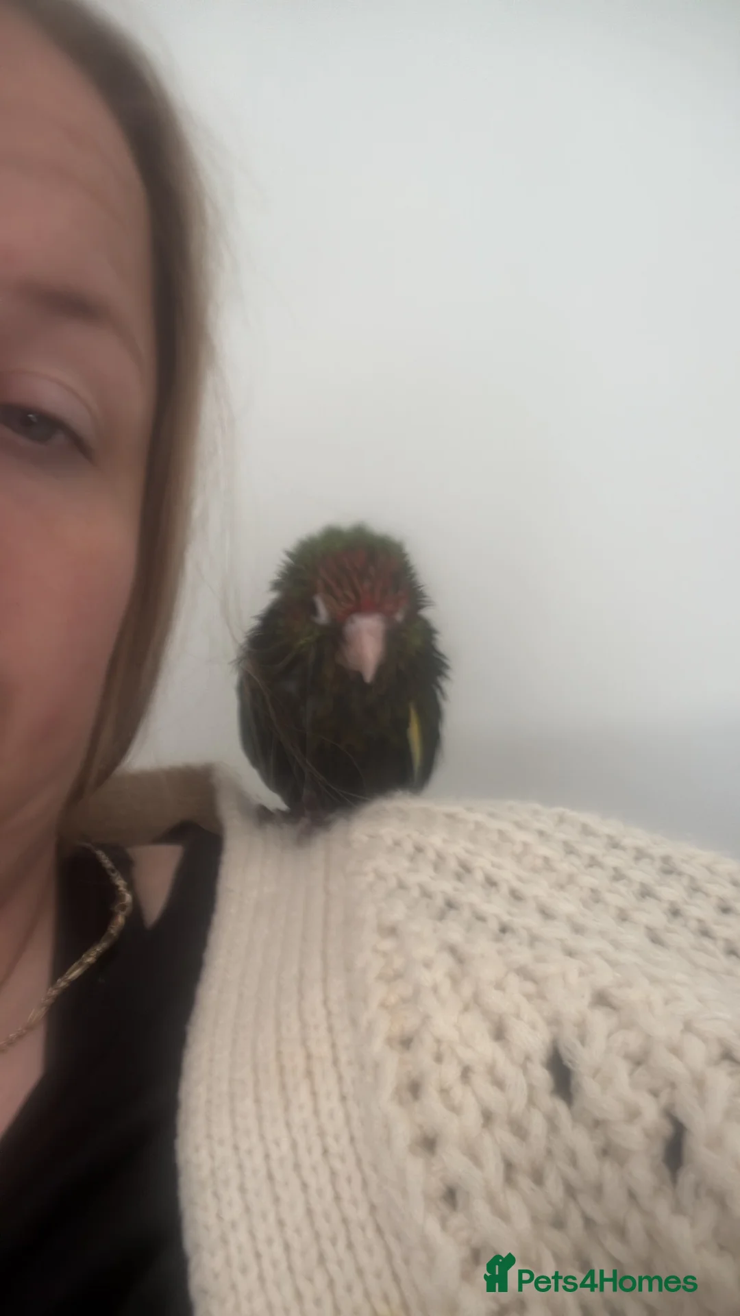 Conures birds for sale: Very tame conure - Advert 3