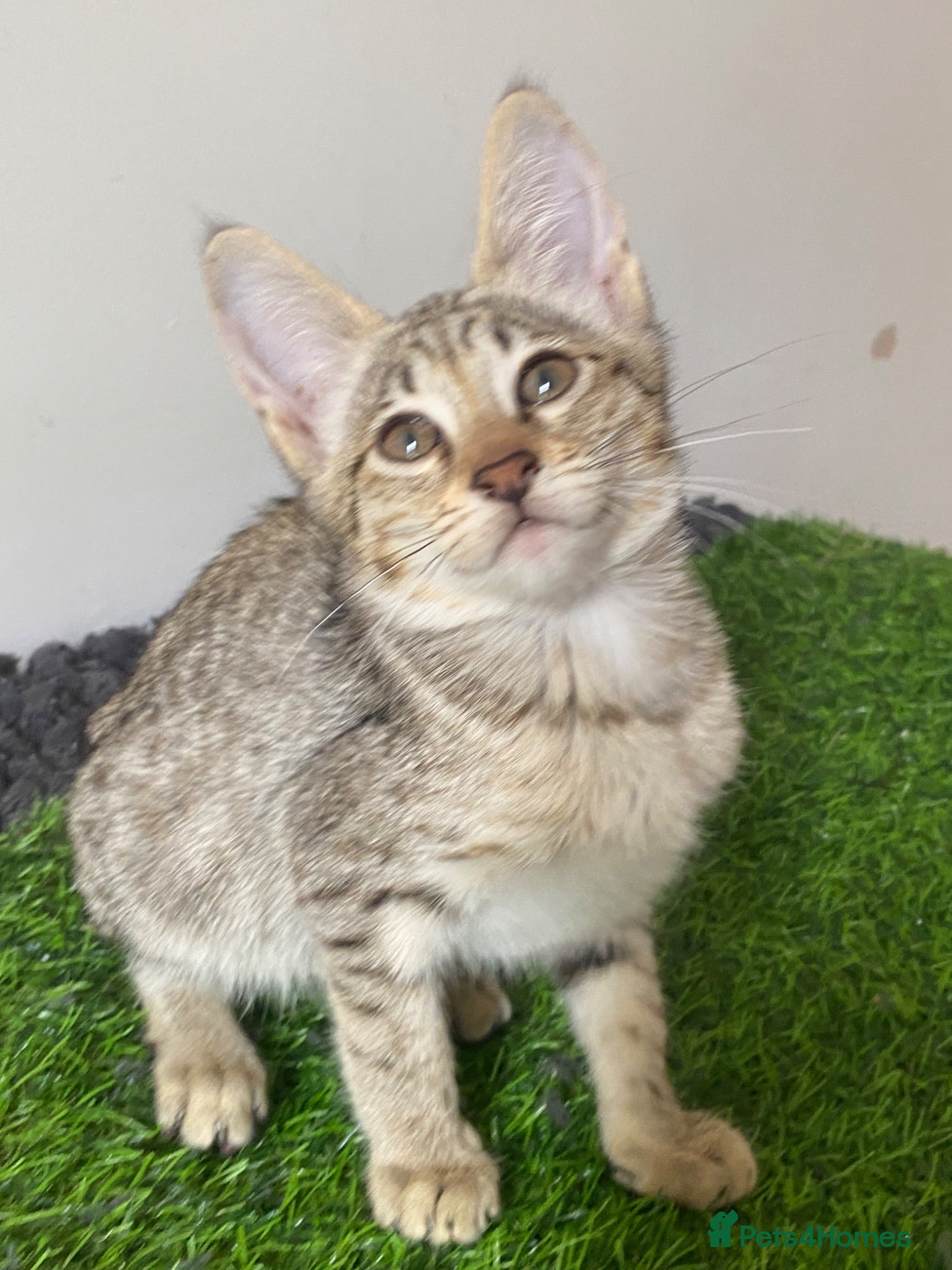 Savannah cats Savannah PED’G kitten last light bst girl F5SBT - Advert 1
