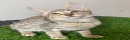 Savannah cats for sale: Savannah PED’G kitten last light bst girl F5SBT - Advert 1