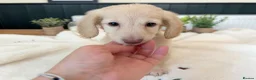 Miniature Dachshund dogs for sale: (3left, ready) Long haired miniature Dachshund  - Advert 23