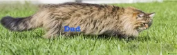 Siberian cats for sale: Pedigree Siberian kittens  in Droitwich - Advert 10