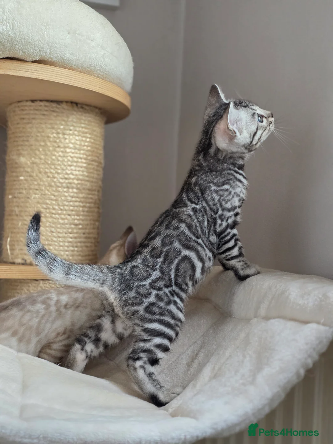 Bengal cats for sale: Gorgeous Rosetted Bengal Kittens  in Congleton - Advert 19