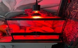 Bearded Dragon reptiles for sale: 6 month old male beared dragon  - Image 1