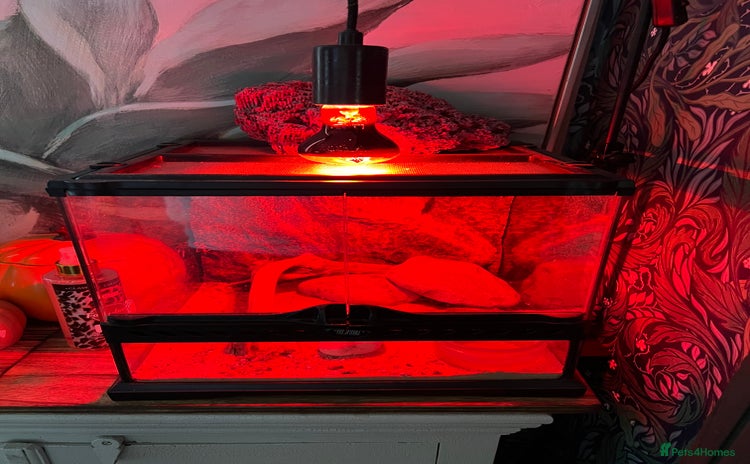 Bearded Dragon reptiles - Advert 2