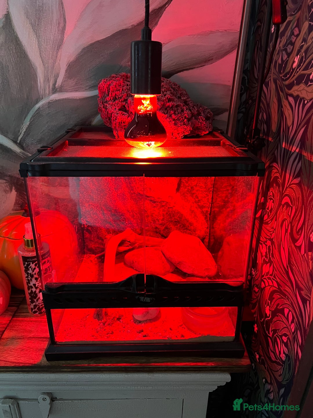 Bearded Dragon reptiles for sale: 6 month old male beared dragon  - Image 1