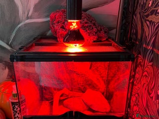 Bearded Dragon reptiles - Advert 1