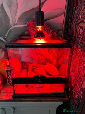 Bearded Dragon reptiles - Advert 2