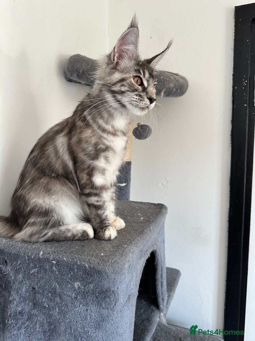Maine Coon cats for sale: Maine Coon  - Image 6