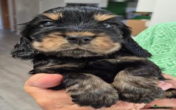 Cocker Spaniel dogs for sale: Show Type Cocker Spaniel Puppies - Image 7