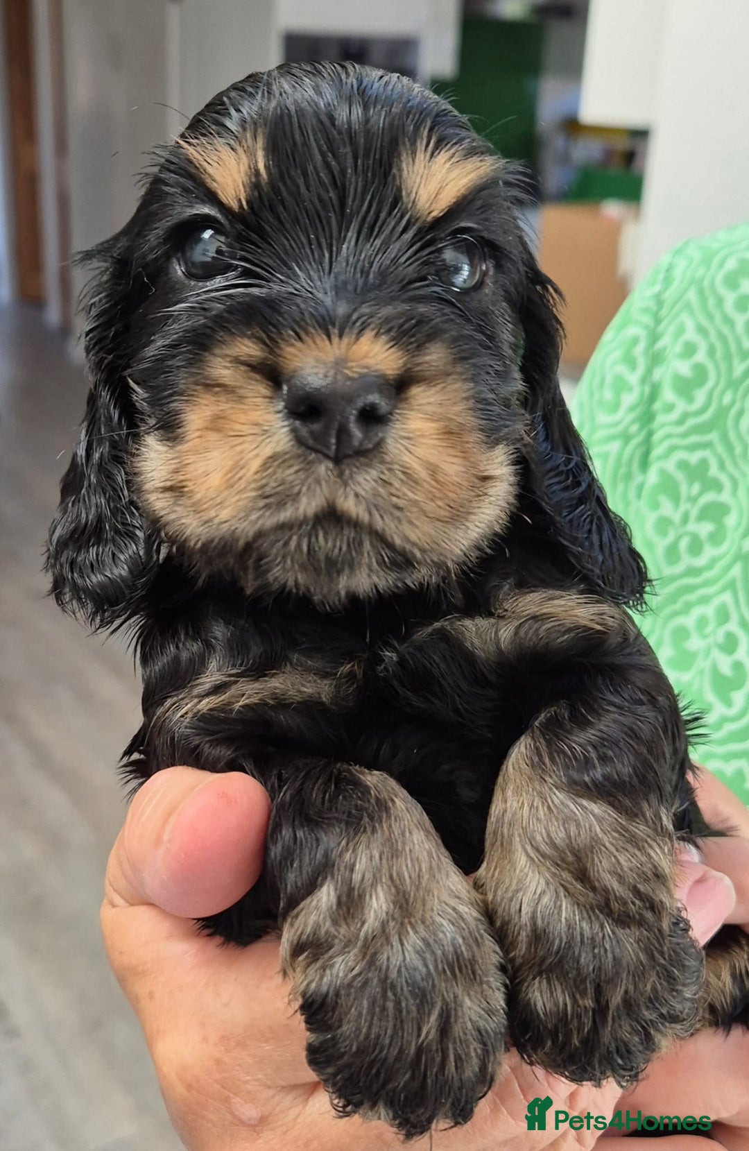 Cocker Spaniel dogs for sale: Show Type Cocker Spaniel Puppies - Image 7