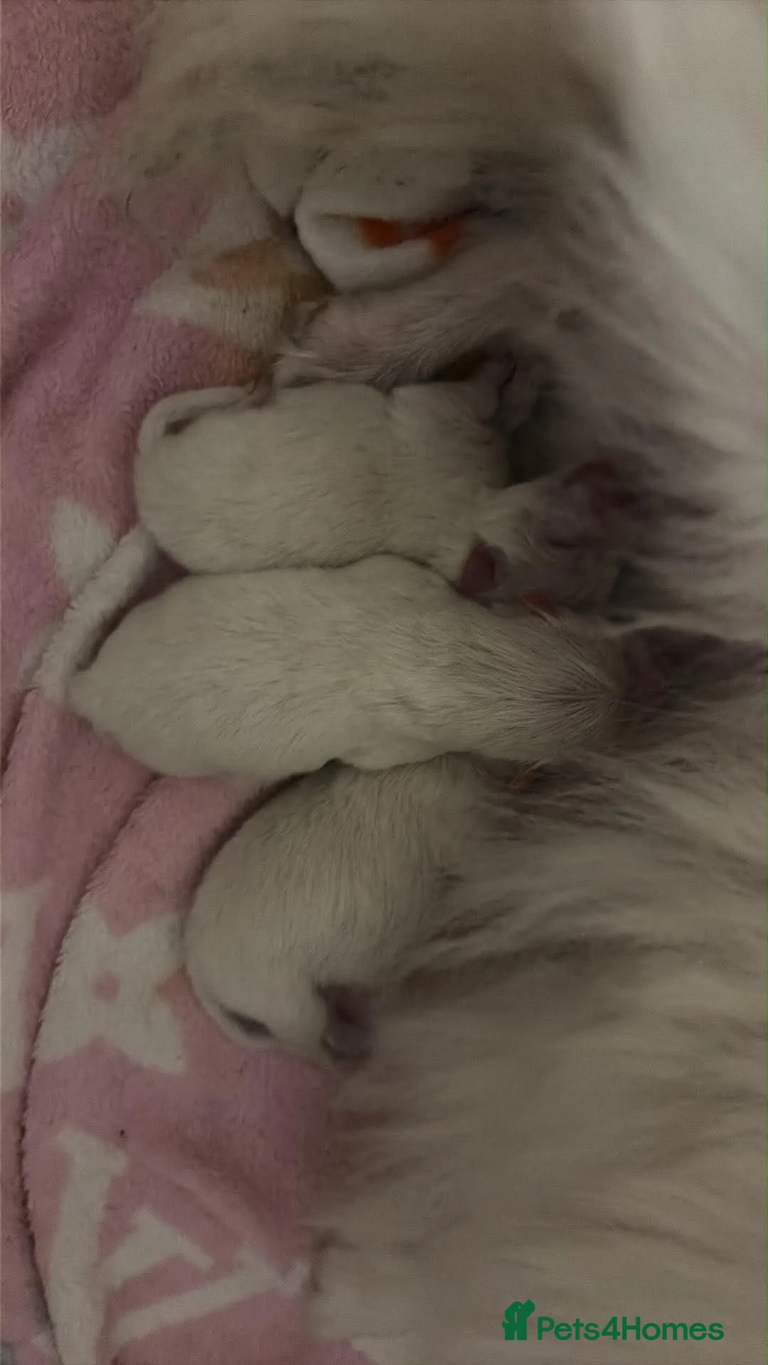 Pomeranian dogs for sale:  Beautiful White Teddy Bear Pomeranian Puppies 🤍 in Doncaster - Advert 1